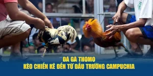 đá gà thomo