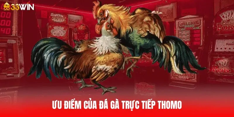 Điểm khác biệt làm nên thương hiệu đá gà Thomo 33Win