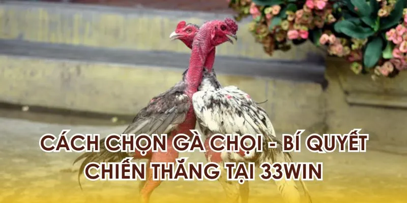 cách chọn gà chọi