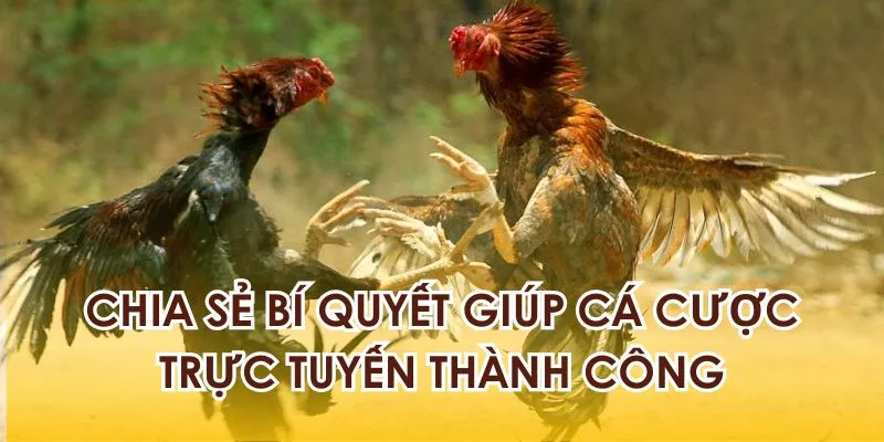 Chia sẻ bí quyết giúp cá cược đá gà trực tuyến thành công