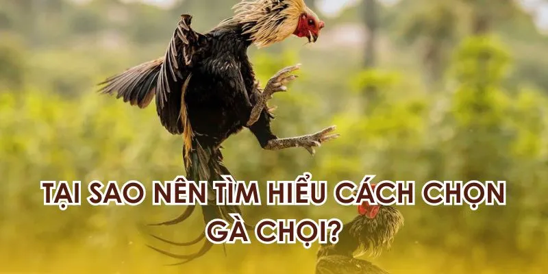 Lý do người chơi nên tìm hiểu cách chọn gà chọi